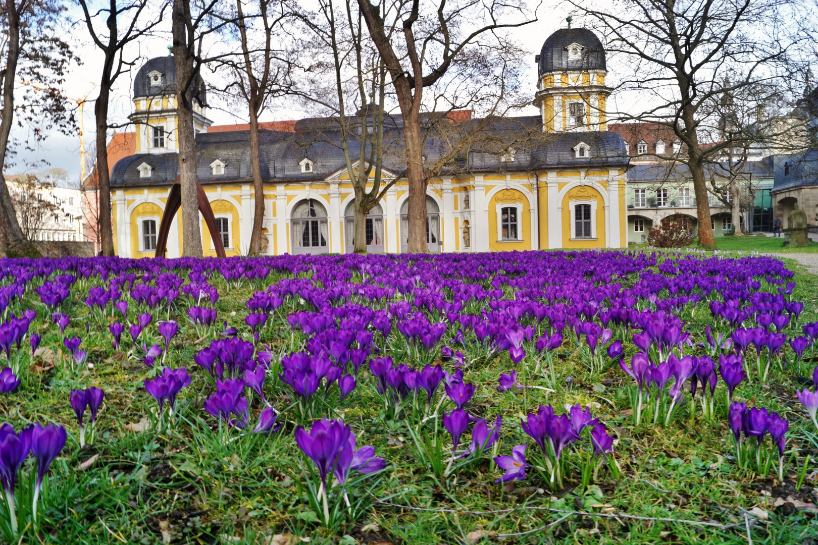 Krokusse am Juliusspital.