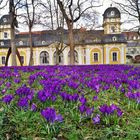 Krokusse am Juliusspital.