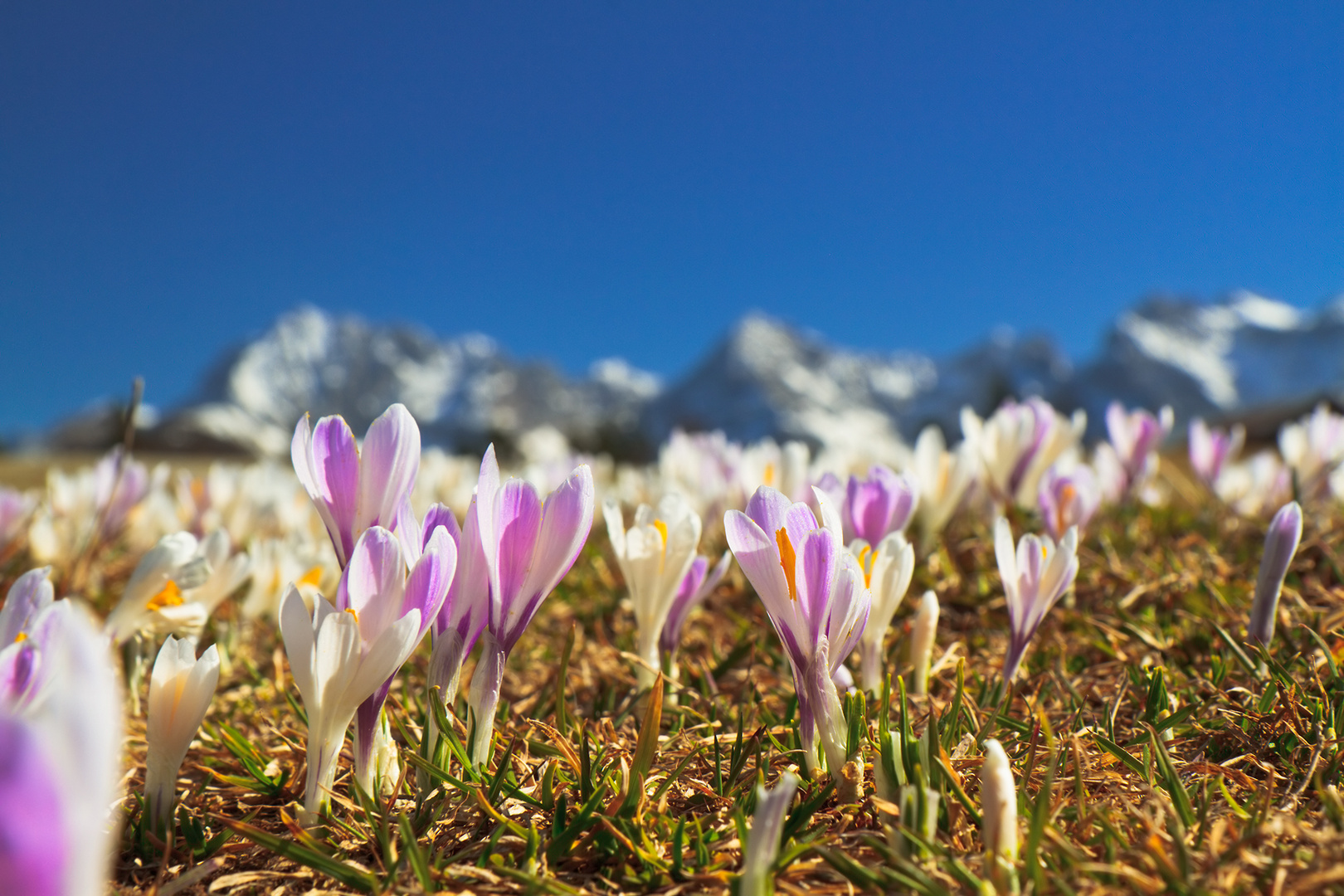 Krokusse am Karwendel