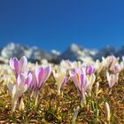 Krokusse am Karwendel