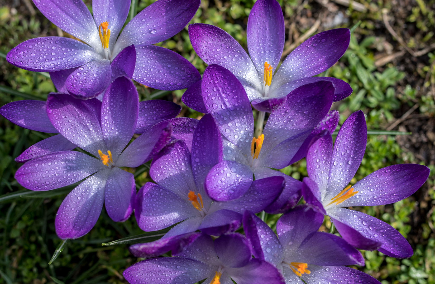 Krokusse am Morgen