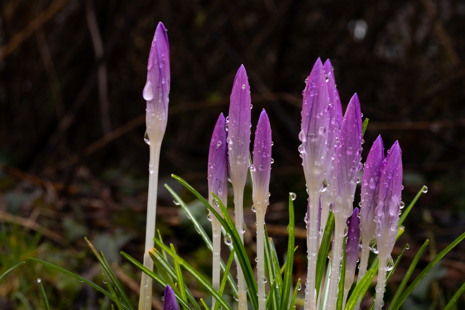 Krokusse am Morgen