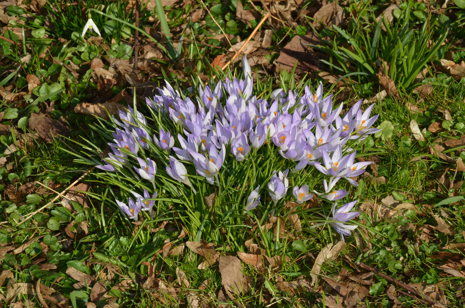 Krokusse am Rand vom Weiher, die zum Blühen  kommen.