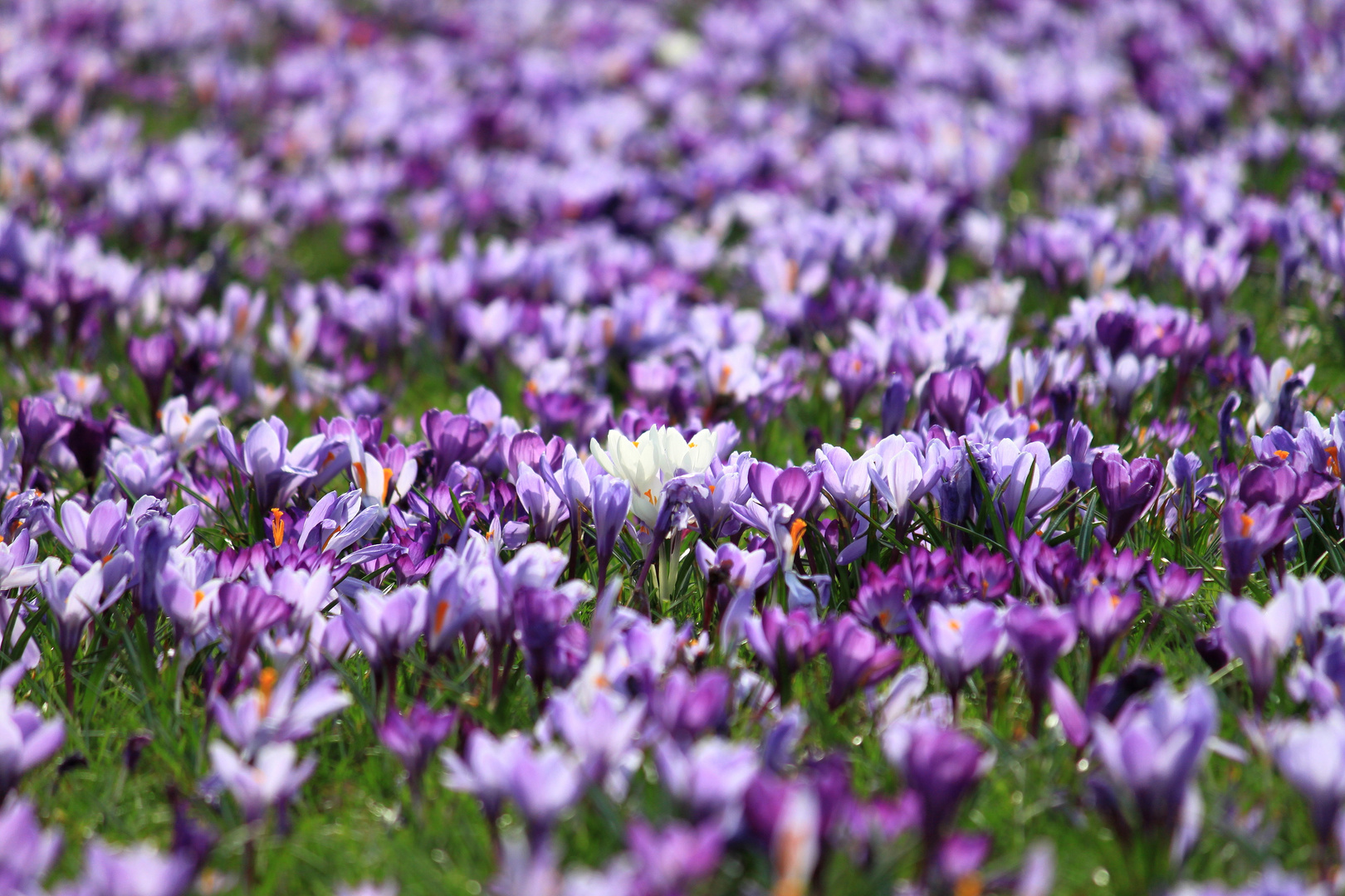 Krokusse am Rhein