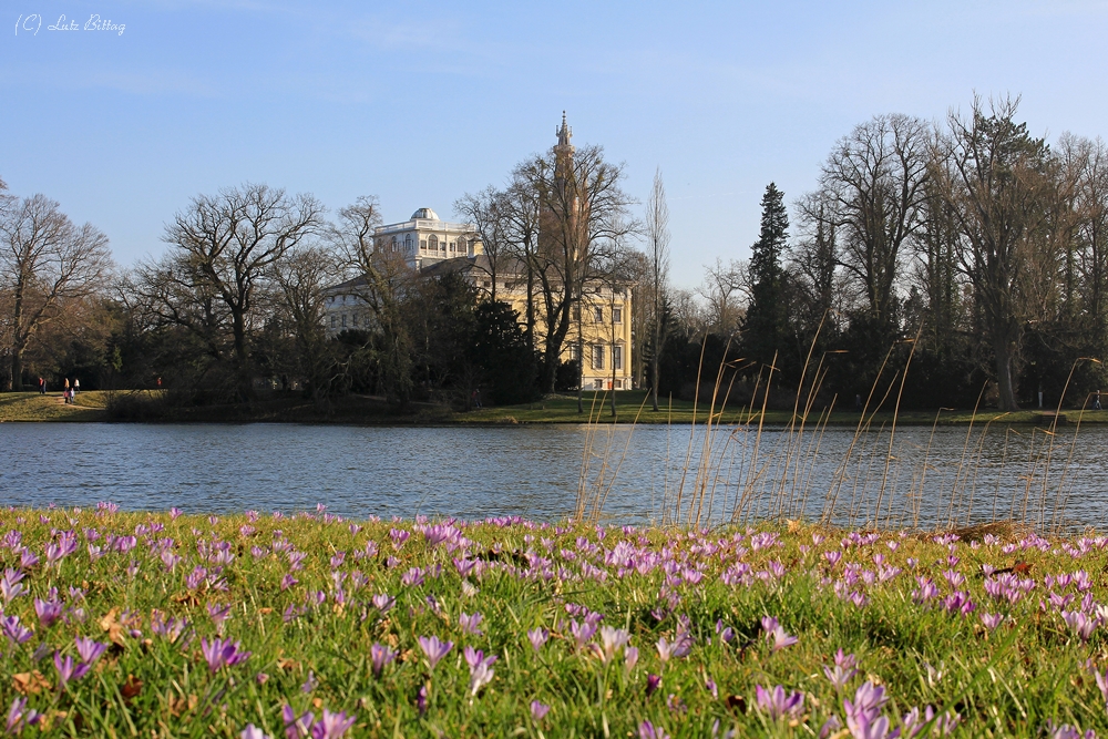 Krokusse am Schloss Wörlitz