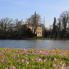 Krokusse am Schloss Wörlitz