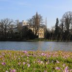 Krokusse am Schloss Wörlitz