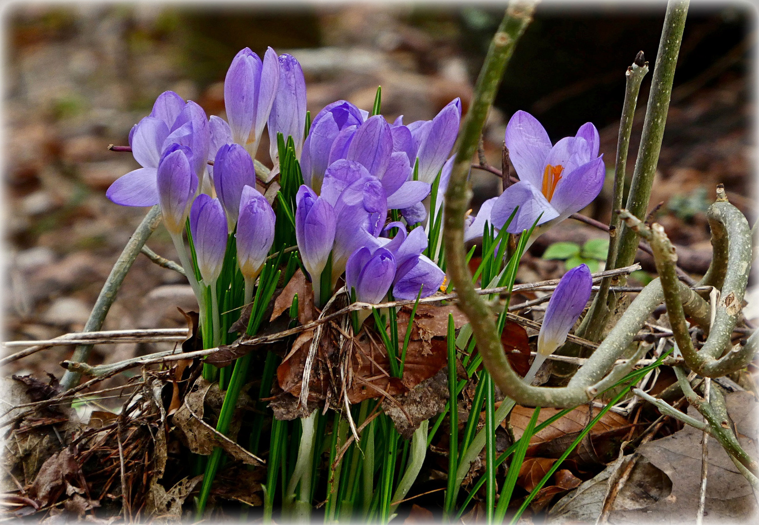 Krokusse am Seeufer