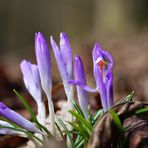 Krokusse am Waldrand