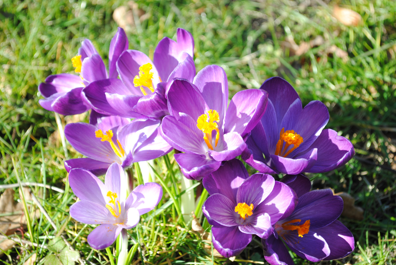 Krokusse am Zwischenahner Meer