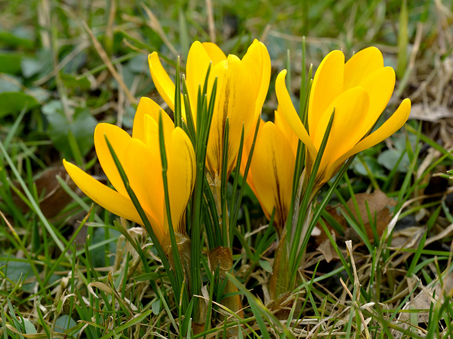 Krokusse an der St. Nikolaus-Kapelle in Heisterbacherrott