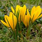 Krokusse an der St. Nikolaus-Kapelle in Heisterbacherrott