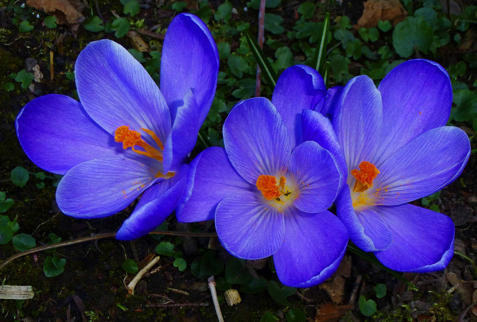 Krokusse Anfang März