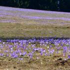 Krokusse  auf 1000m Höhe