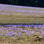 Krokusse  auf 1000m Höhe