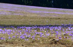 Krokusse  auf 1000m Höhe