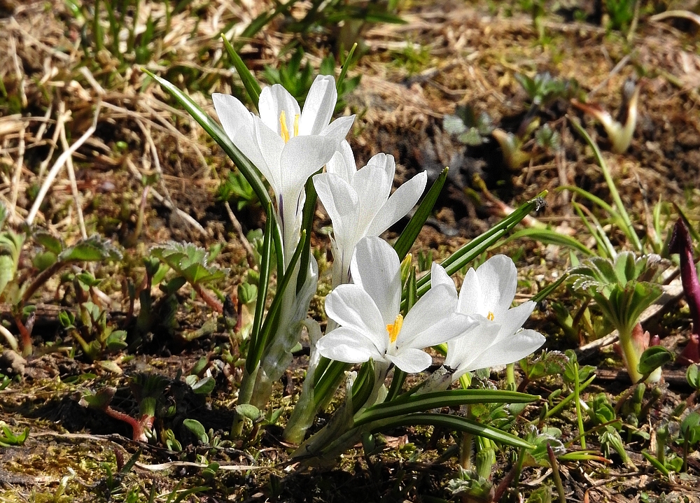 Krokusse auf dem Diedamskopf