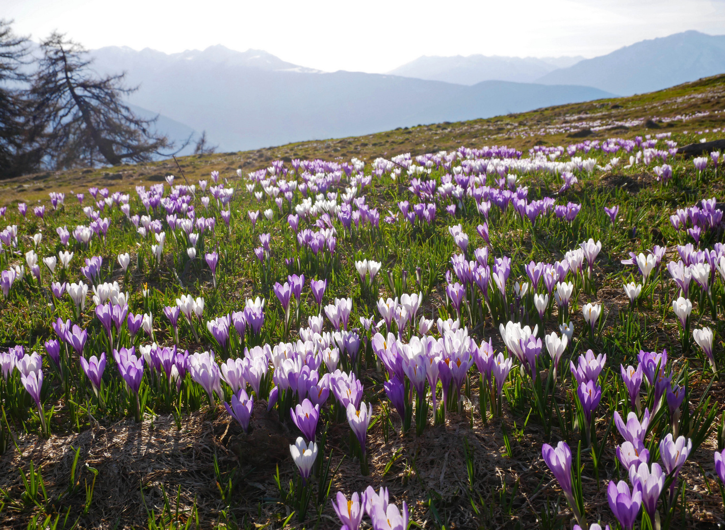 Krokusse auf der Alm