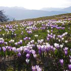 Krokusse auf der Alm