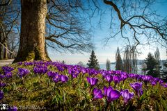 Krokusse auf der Mainau