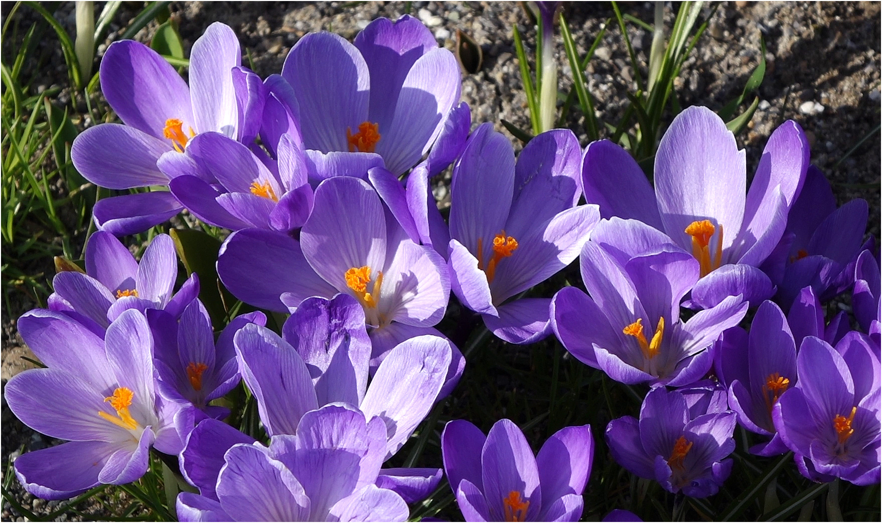 Krokusse auf der Mainau