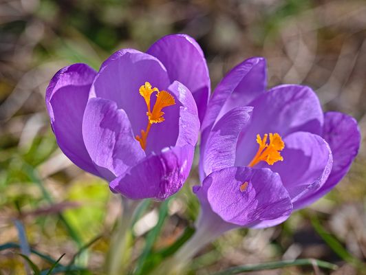 Krokusse auf der Wiese