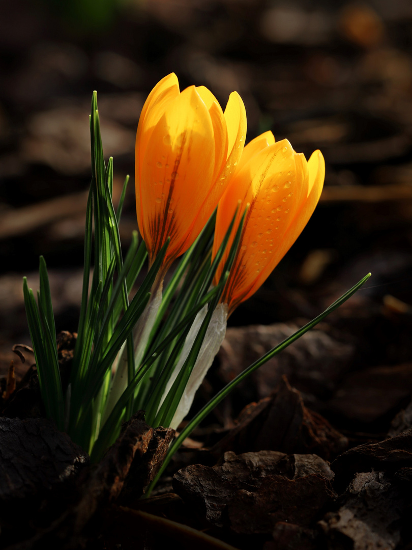 Krokusse auf Sonnenfang...