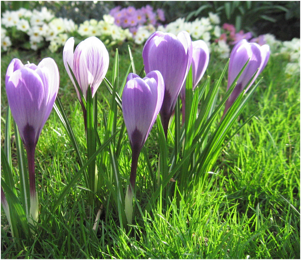 Krokusse aus Nachbar's Garten 2