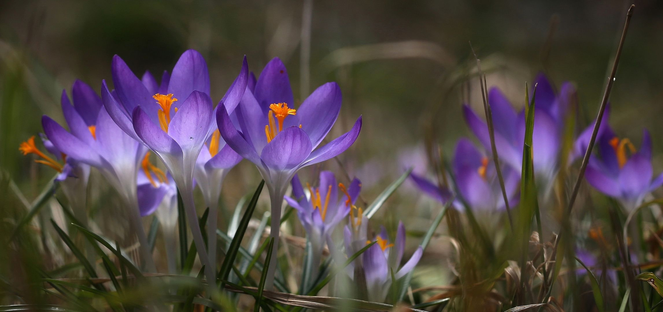 Krokusse Foto & Bild pflanzen, pilze & flechten, blüten