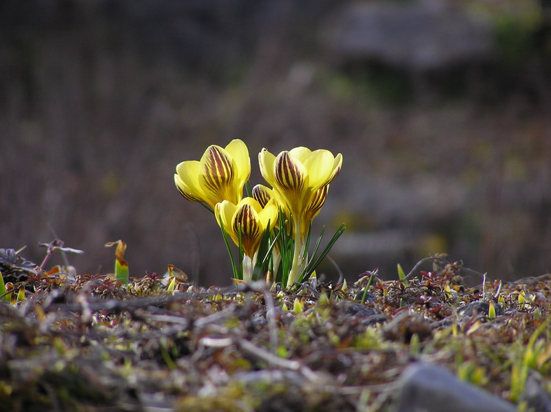 Krokusse