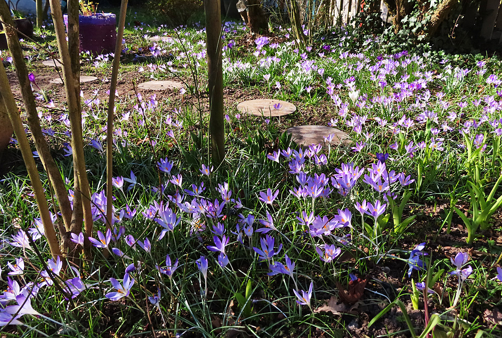 Krokusse bei mir im Garten