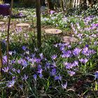 Krokusse bei mir im Garten