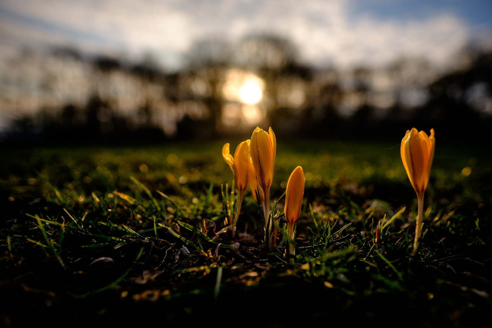 Krokusse bei Sonnenuntergang