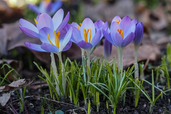 Krokusse beim Spaziergang gesehen