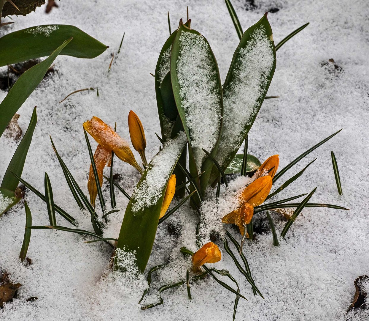 Krokusse besiegen den Winter Foto & Bild pflanzen, pilze & flechten