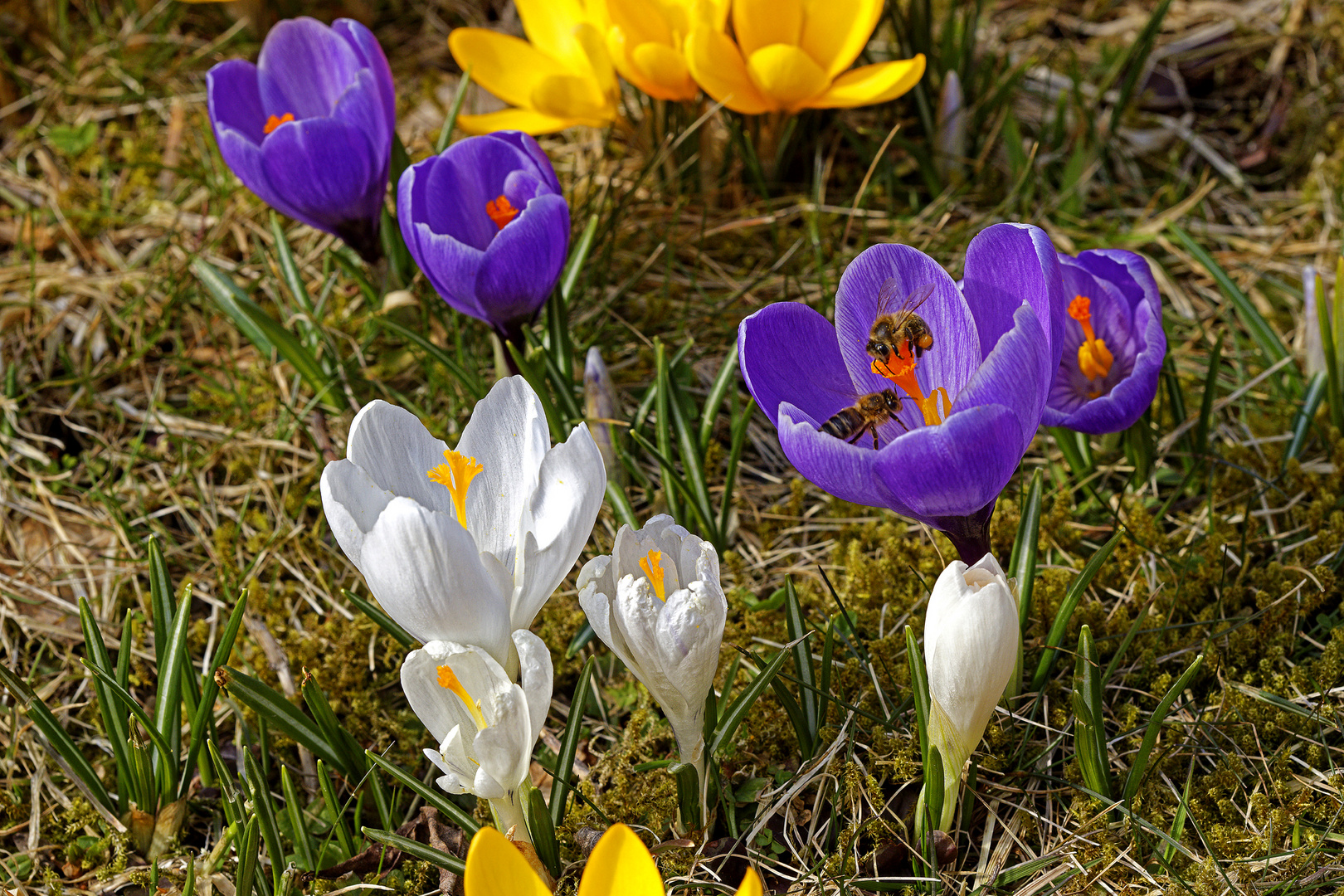 Krokusse Bienen