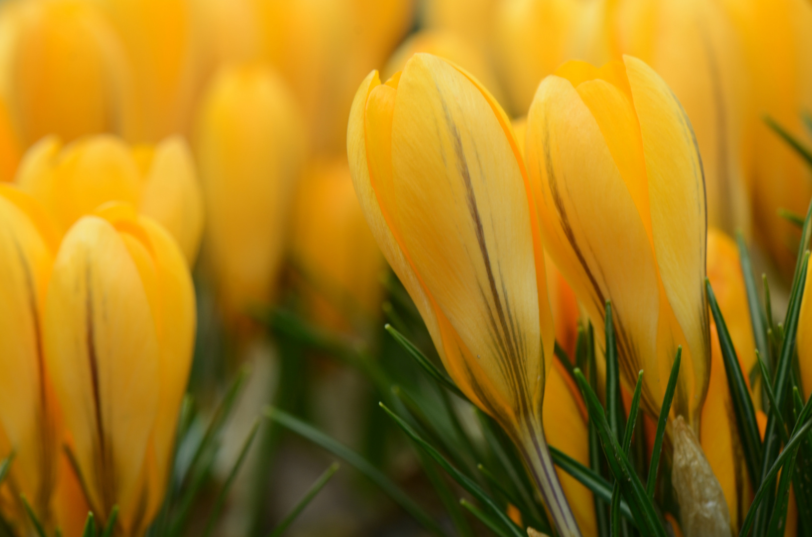 Krokusse bilden einen gelben Frühlingsteppich