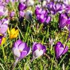 Krokusse blühen auf