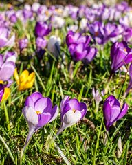 Krokusse blühen auf