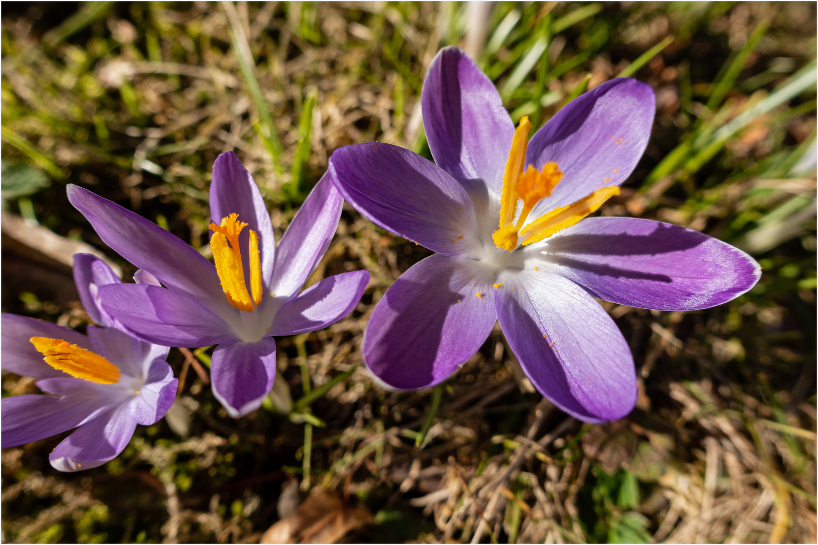 Krokusse blühen nun wieder