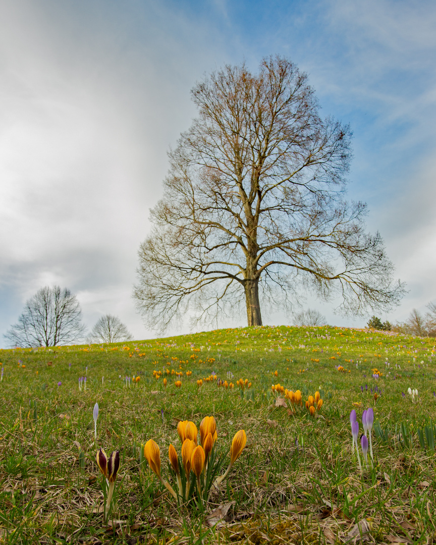 Krokusse - Blumenwiese  im  März 