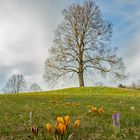 Krokusse - Blumenwiese  im  März 