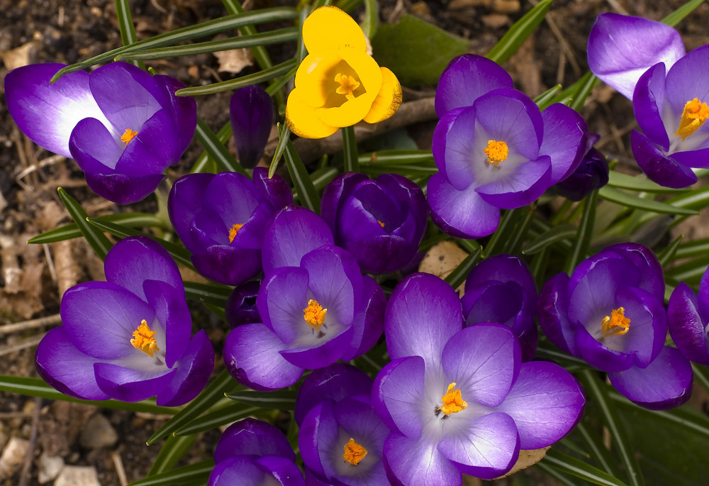 Krokusse - Boten des Frühling 2