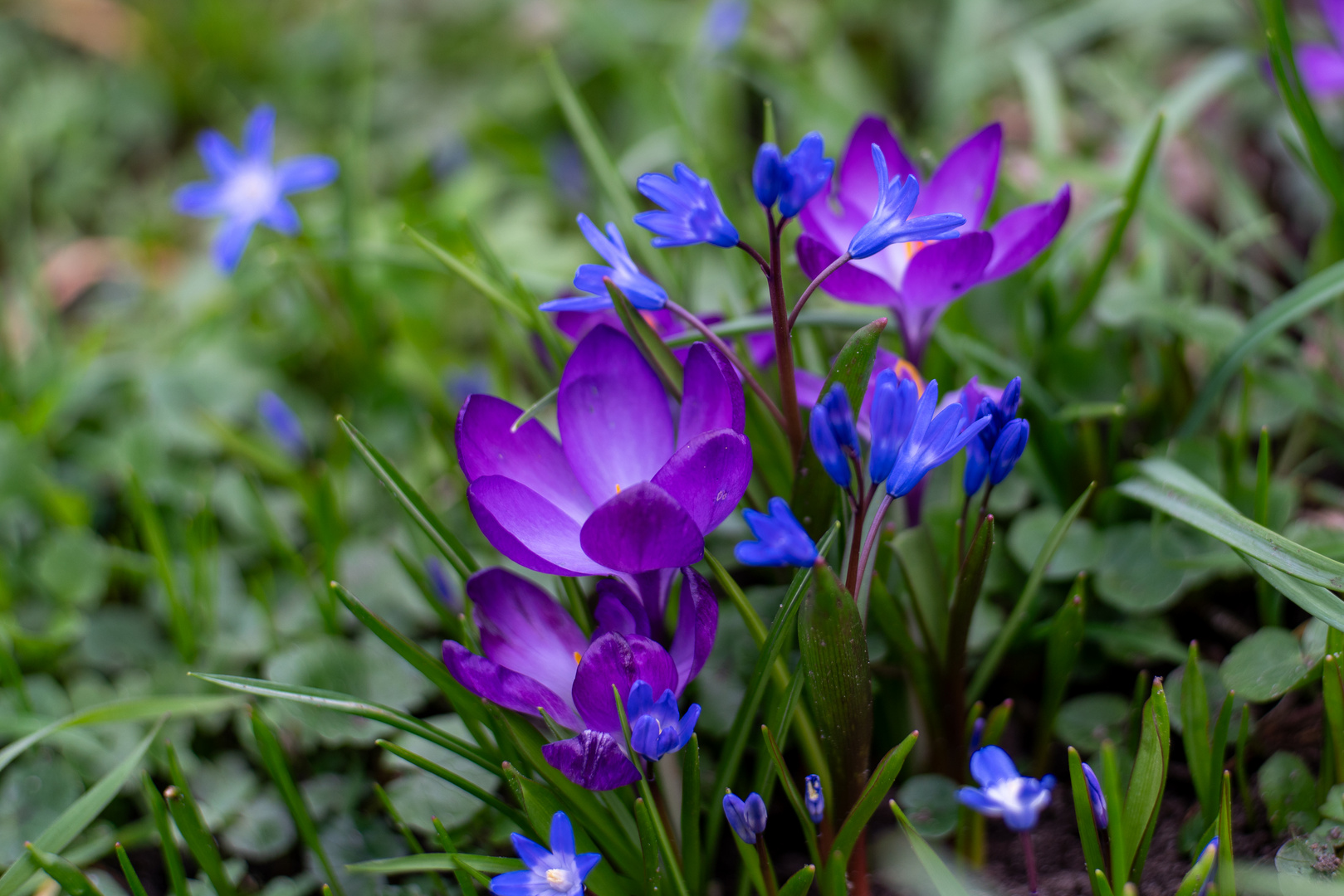 Krokusse bringen Farbe in den Garten