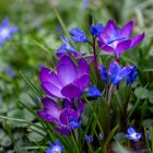 Krokusse bringen Farbe in den Garten