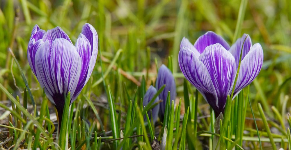 Krokusse. Foto & Bild pflanzen, pilze & flechten, blüten