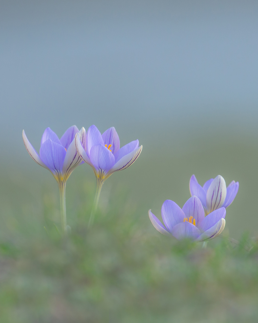 Krokusse - Crocus - das Erwachen 