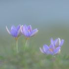 Krokusse - Crocus - das Erwachen 