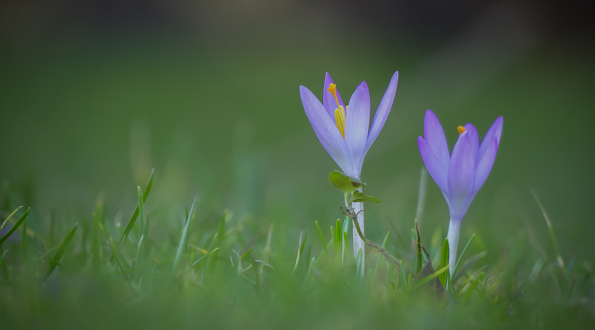 Krokusse, ... das Frühjahr klopft an 