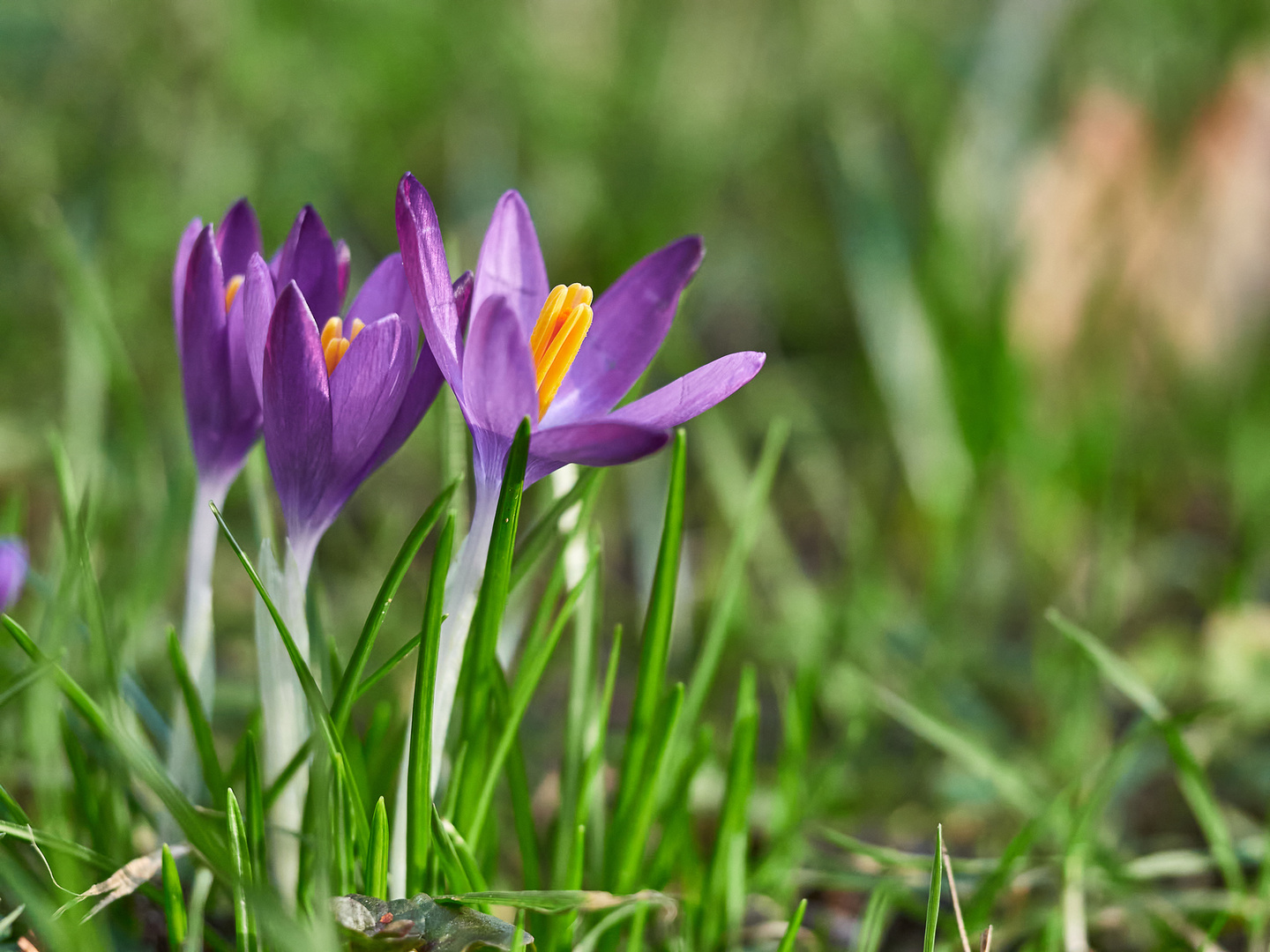 Krokusse Foto & Bild pflanzen, pilze & flechten, blüten